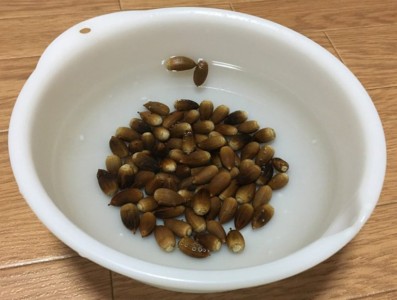 どんぐりは食べられる 食用どんぐり レシピ紹介 Campifyマガジン どんぐりは食べられる 食用どんぐり レシピ紹介 Campifyマガジン