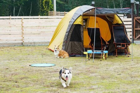 ドッグラン　キャンプ場　山梨　DOG CAMP FUKUJU in Ishiwari