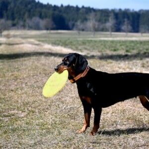 フリスビーおすすめ16選！100均の犬用・よく飛ぶアルティメット用など多数紹介！ - Campifyマガジン