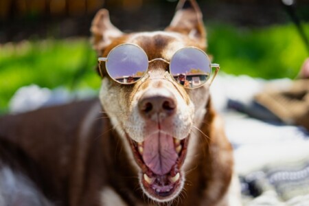 口を開けてサングラスをかけた犬