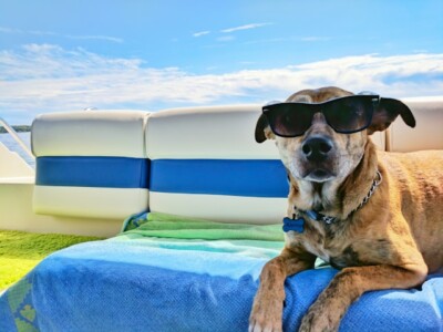 青い布地にサングラスをかけた茶色の犬