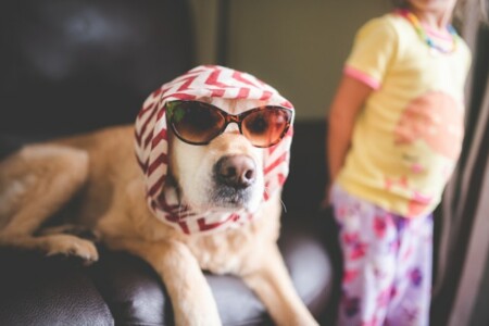 黄色いシャツと赤いサングラスを身に着けた茶色の短いコートの犬