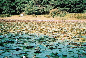 台原森林公園