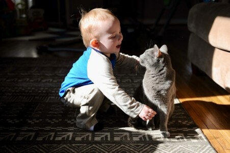 子供と猫